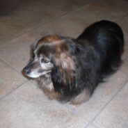 Chocolate Brown Dog