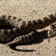 Rattlesnake Tales..