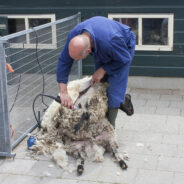 Darn stinkin Sheep